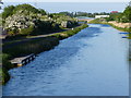 Forth and Clyde Canal in the Bankside area of Falkirk