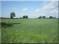 Crop field, Spittal Farm