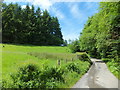 Lane between conifers and broadleaves