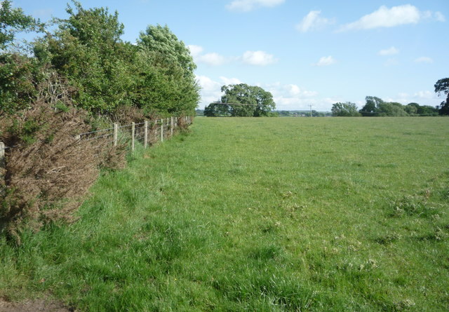 Grazing and hedgerow