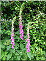 Digitalis, wild foxgloves