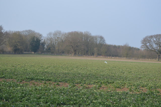Field near Roman Hill