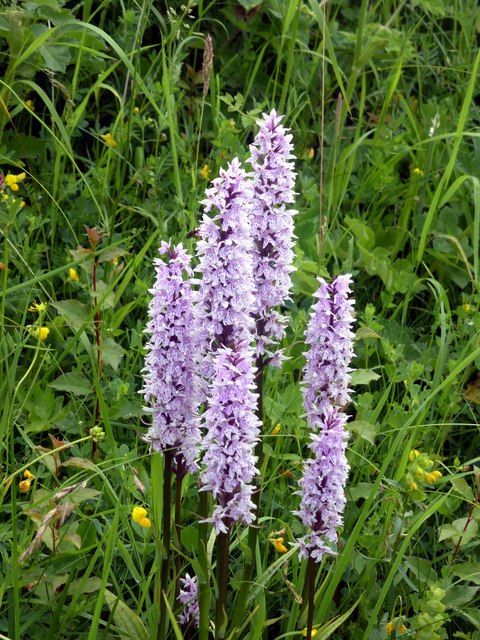 Roadside Orchids At Brockley Farm © Graham Hogg :: Geograph Britain And 