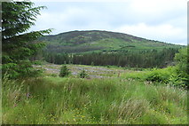 NX5275 : Cleared Woodland by Billy McCrorie