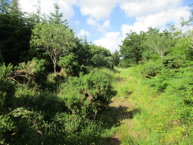 Woodland path © Jonathan Thacker :: Geograph Ireland