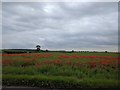 SK4868 : A field laced with poppies by Bob Harvey