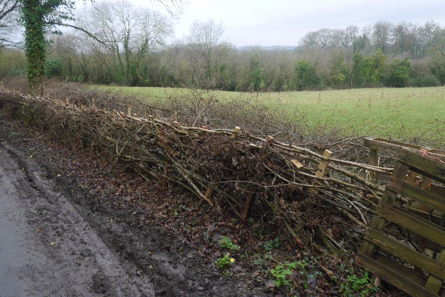Newly laid hedge, Upper Hill