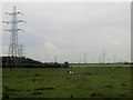 Cattle and power lines