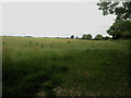 NY0835 : Grassland south of Dearham by Graham Robson