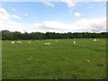 Sheep grazing near East Moor farm