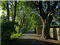 Tree lined lane at Mains of Powfoulis