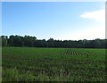 Turnpike Field/House Meadow