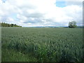 Crop field near Homebank