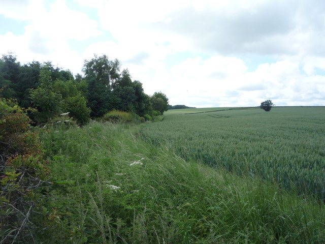 Crop field and hedgerow