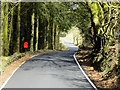 Postbox Amongst the Trees near Pwllpeiran