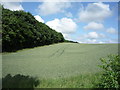 NT8239 : Crop field beside Dundock Wood by JThomas