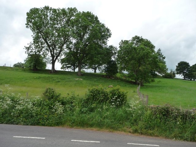 Trees on Huber Hill