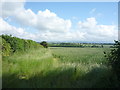 Crop field and hedgerow, Simprim