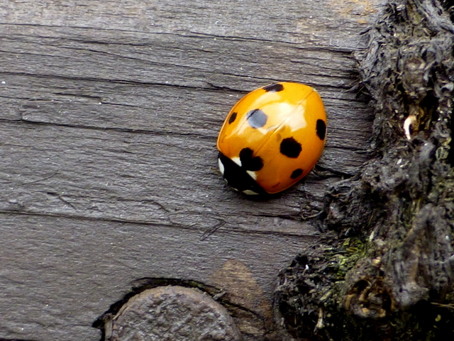Seven spot yellow ladybird, Omagh
