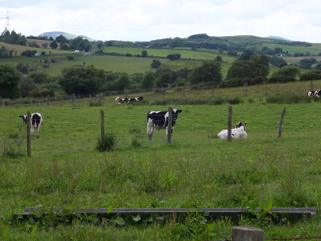 Young black and white cattle grazing