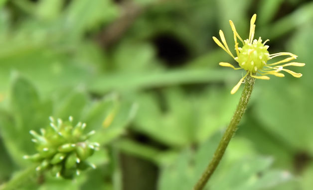Buttercup flower (opening), Cairn Wood, Craigantlet (June 2016)