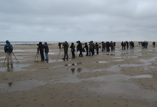 Low tide flock of birdwatchers