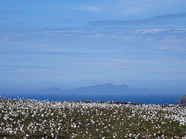 Cottongrass and Foula