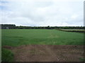 Crop field near Maidenhall