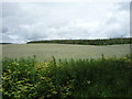 Crop field, Danderhall