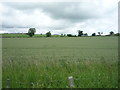 Crop field off National Cycle Route 1