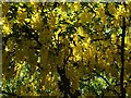 Laburnum blossoms