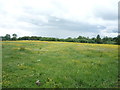 Grazing off National Cycle Route 1