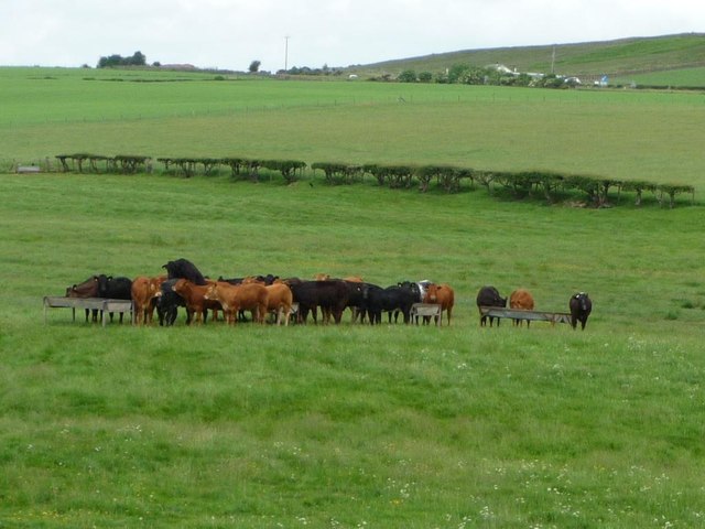Cattle at feeders, north of New Hall