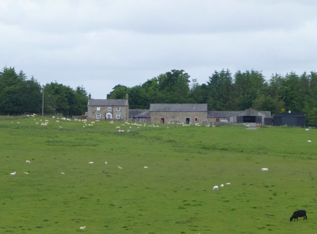 Sheep at Coldwell farm