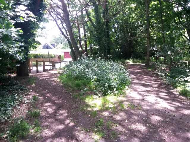 Talbot Woods: footpath A15 reaches East Avenue
