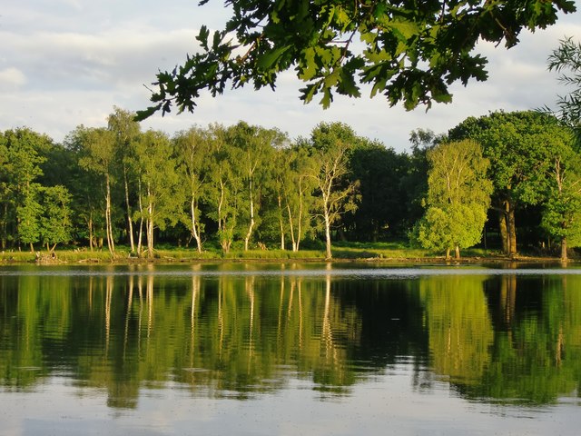 Silver birches by the Upper Pen Pond, June 2016