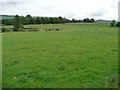 Cattle pasture east of Dike Nook, Sandford