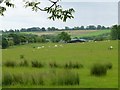 Grass, sheep and reeds