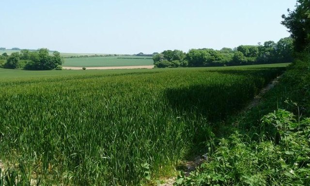 Wheat field with St John's Copse beyond