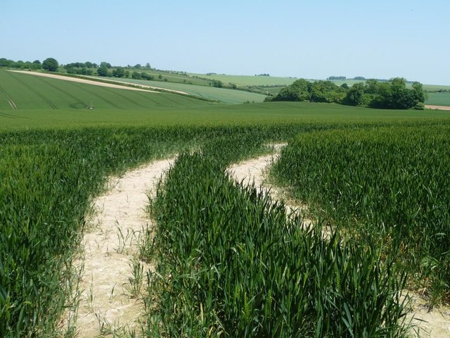 Tractor tracks through wheatfield, near Old Down Lane