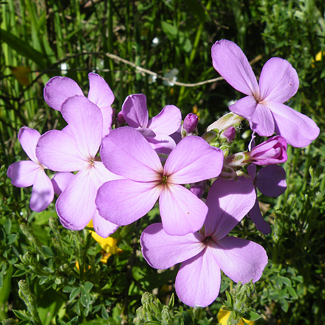 Dame's Violet (Hesperis matronalis)