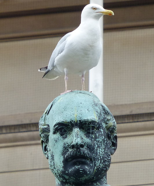 Herring gull on Prince Albert's head