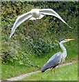 Gull dive-bombing a heron