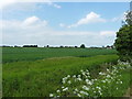 Wheat in a field west of Eyton