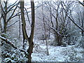 Woodland along the Ladies Mile, Knutsford