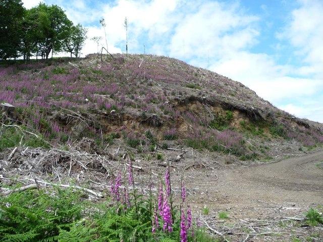 Recently-felled area, Wythop Woods