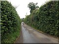 Lane leading from South Green towards Bicknor