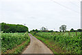 Lane towards Mill Down Farm