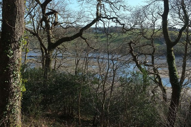 Trees above the Fowey estuary
