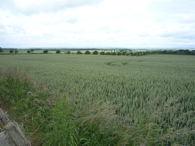 Crop field near Grindon